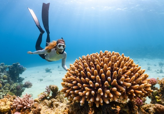 a scuba diver swims over a coral reef